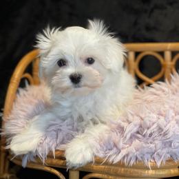 Dreamer - White male Maltese puppy in Bennettsville, South Carolina from Cottonwood Maltese