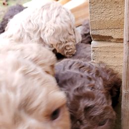 Poodle Puppies from Polly Wally Doodles and Poodles