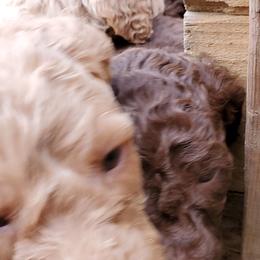 Poodle Puppies from Polly Wally Doodles and Poodles