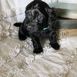Oliver - Black male Cavapoo puppy in Marquand, Missouri from Perfectly Playful Doodles