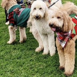 Goldendoodles from DaeShars Designer Doodles and DaeShars Mountain View Farm