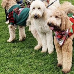 Goldendoodles from DaeShars Designer Doodles and DaeShars Mountain View Farm