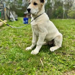 Yellow Collar Girl - Brindle female Central Asian Shepherd Dog puppy in Markleysburg, Pennsylvania from Wolf Mountain Farm