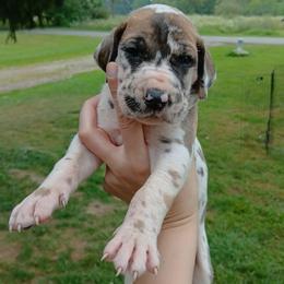 Briggs - Harlequin male Great Dane puppy in Marshall, Michigan from Dream K9
