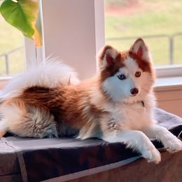 Ty - Pomsky