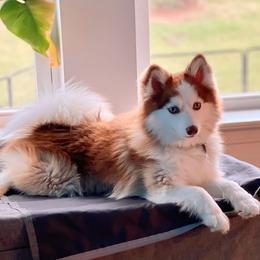 Ty - Pomsky