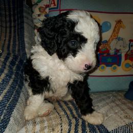Gus - Black and white male Sheepadoodle puppy in Bellevue, Iowa from Fluffy Wonders Poms and Doodles