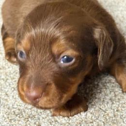 Ollie - Wild boar male Dachshund puppy in Hardy, Arkansas from Tracy's Dachshunds