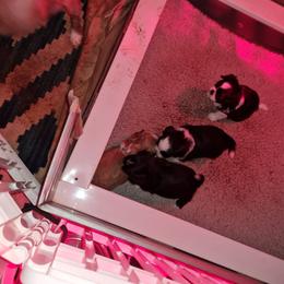 Boy 2 - Black male Shih Tzu puppy in Bethlehem, Pennsylvania from Cinnamon's Shih Tzus