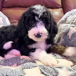 Luna - with training - Tri-color female Bernedoodle puppy in Boonville, North Carolina from Doods & Dolls