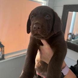 Purple - Chocolate male Labrador Retriever puppy in Wauconda, Illinois from Oksana's Labrador Retrievers