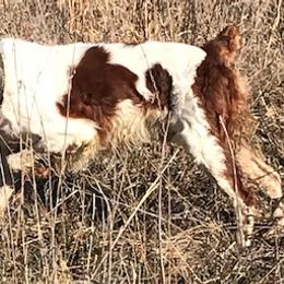Boykin Spaniels and Brittanys from Brier Ridge Kennels & Outfitters