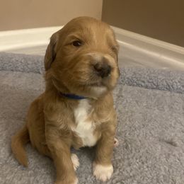 Goldendoodles from Aloha Doodles