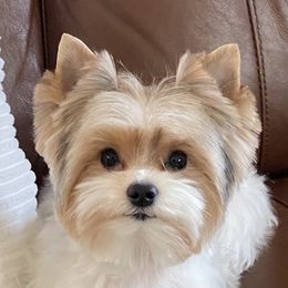Gidget - Yorkshire Terrier