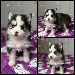 Mother - Black and white female Pomsky puppy in Rossville, Georgia from Scenic City Pomskies