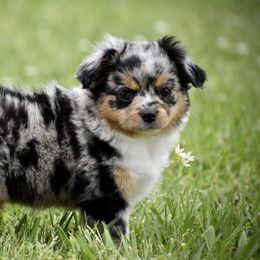 Miniature Australian Shepherd and Toy Australian Shepherd Puppies from Donna’s Toy & Mini Aussies