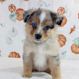 Aspen - Blue merle female Toy Australian Shepherd puppy in Bauxite, Arkansas from J & B Mini Aussies