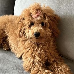 Kaia - Poodle