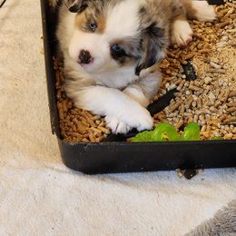 Miniature Australian Shepherd and Toy Australian Shepherd Puppies from Miller Hill Aussies