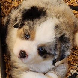 Miniature Australian Shepherd and Toy Australian Shepherd Puppies from Miller Hill Aussies