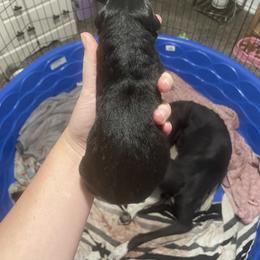 Golden Retriever and Greyhound Puppies from K and E Kennels