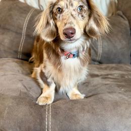 Jed - Dachshund