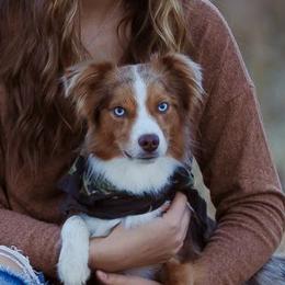 Trampas - Australian Shepherd