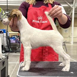 Girl 1 - female Smooth Fox Terrier puppy in Iowa from Misty Hollow