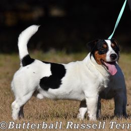 Hank - Russell Terrier