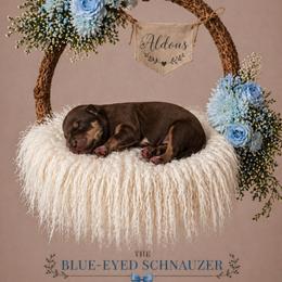 Aldous - Liver male Miniature Schnauzer puppy in Winter Haven, Florida from The Blue Eyed Schnauzer