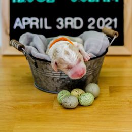 Aussiedoodle, Double Doodle, Goldendoodle, and Poodle Puppies from Hope’s Doodles