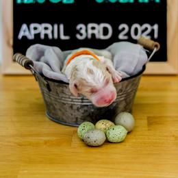 Aussiedoodle, Double Doodle, Goldendoodle, and Poodle Puppies from Hope’s Doodles