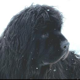 Laika - Newfoundland