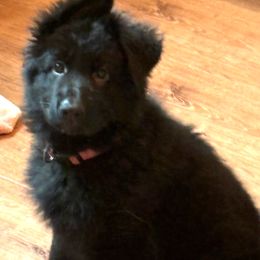 German Shepherds from von der Benedikt GSD