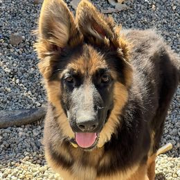 Boy 2 - Black and red German Shepherd puppy in Plumas Lake, California from Zwinger Vom Greifjäger