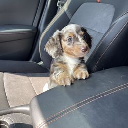 Dachshund Puppies from Warricks Wild Weenies