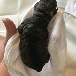 Goldendoodle, Schnoodle, and Sheepadoodle Puppies from Dood Ranch