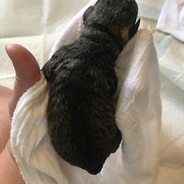 Goldendoodle, Schnoodle, and Sheepadoodle Puppies from Dood Ranch