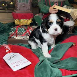 Holly - Tri-color female Cavalier King Charles Spaniel puppy in Madera, California from Cali Cavaliers