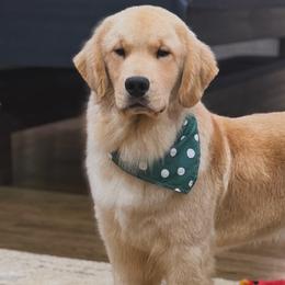 Bernese Mountain Dogs and Golden Retrievers from Gold Point Pups