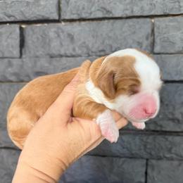 Girl 2 - Brown and white female Bernedoodle puppy in Phoenix, Arizona from Doodles of the Desert