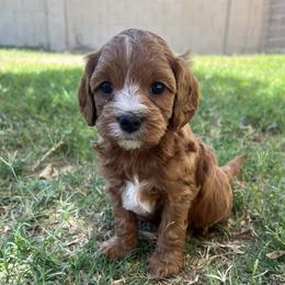 Bowie - Red male Cavapoo puppy in Glendale, Arizona from Dashing Dogs