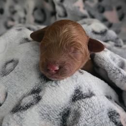 Nova - Red female Cockapoo puppy in Conklin, Michigan from Lake Michigan Couture Cavapoos & Cockapoos