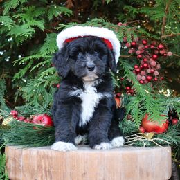 Happy - Black phantom male Aussiedoodle puppy in Lexington, Alabama from Johnson’s Highland Pride Aussiedoodles