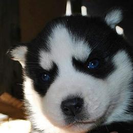 Siberian Husky Puppies from Xk siberians