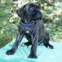 Cane Corso Puppies from Harlow Cane Corso