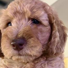 Goldendoodles and Labradoodles from California Double Doodles
