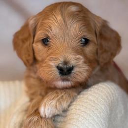 Theo - Red  male Goldendoodle puppy in Boise, Idaho from Goldendoodle Baby