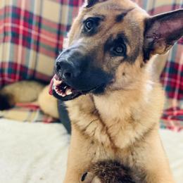 German Shepherd All Grown Up from Angel Oak German Shepherds