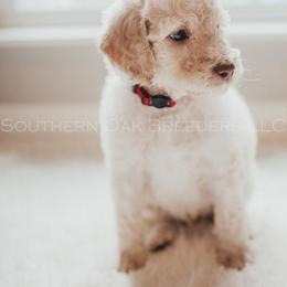 Bernedoodle Puppies from Southern Oak Breeders LLC